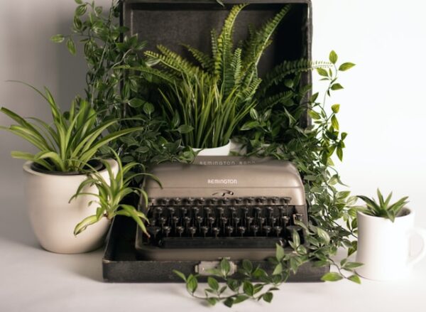 Neben einer alten Schreibmaschine stehen verschiedene helle Keramik-Blumenübertöpfe mit Grünpflanzen darin 