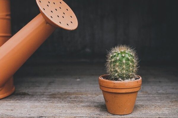 Eine Gießkanne steht neben einem kleinen Terrakotta-Topf mit einem Kaktus darin