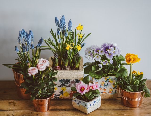 Auf einem Holztisch stehen verschiedene Pflanzen in unterschiedlichen Blumenübertöpfen.