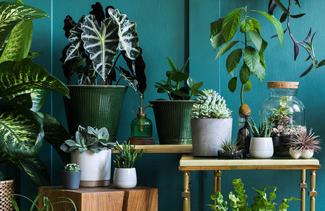 Grünpflanzen mit verschiedenen Blumenübertöpfen.